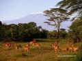 Biche 016